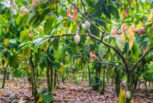 Mudanças Climáticas