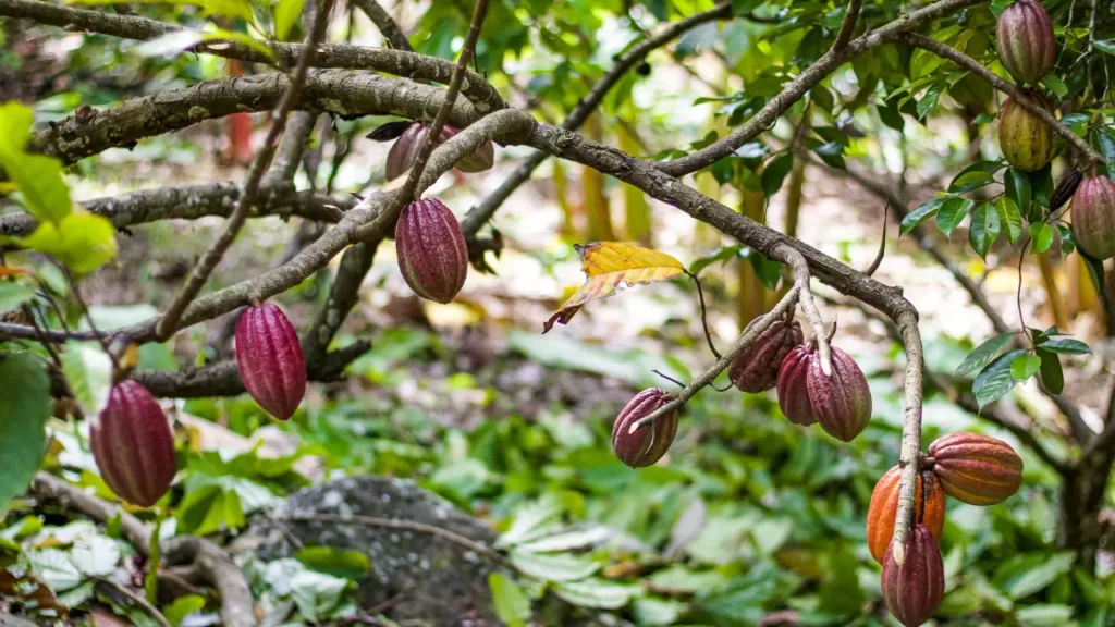 Cultivar Cacau em Vaso 