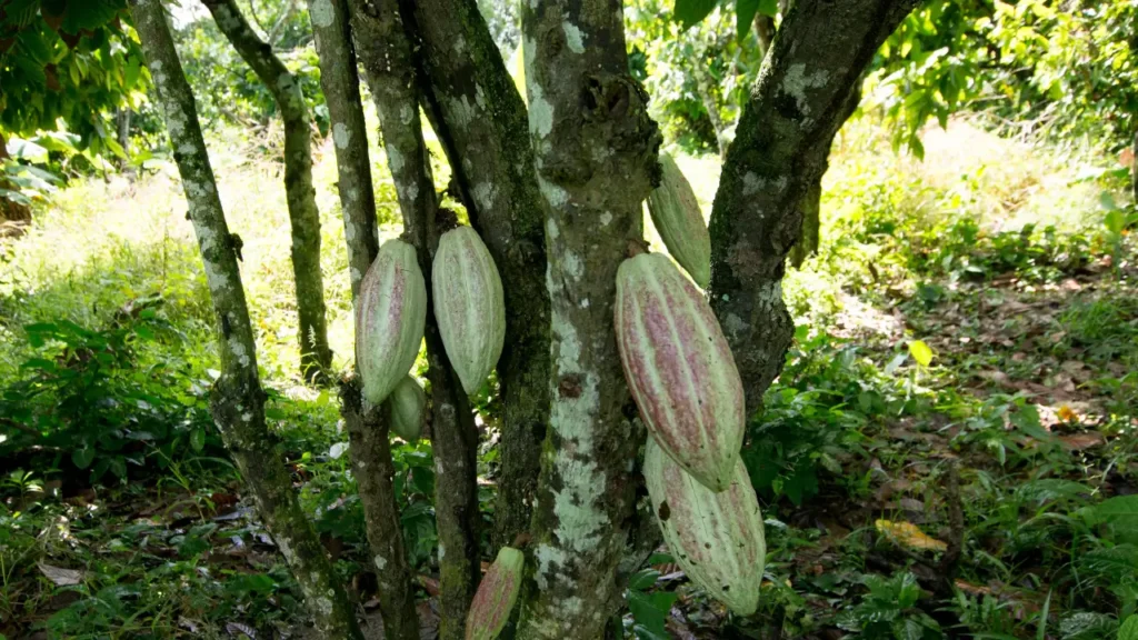 Legado do Cacau