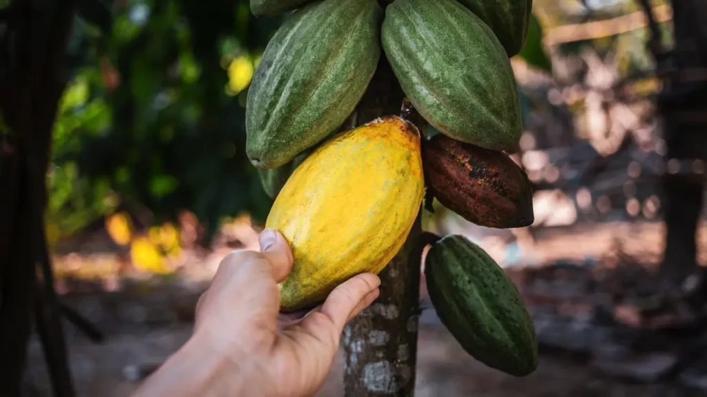 Pequenos Produtores de Cacau 