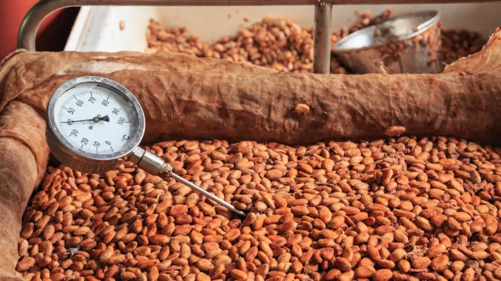 Processo do Cacau para Virar Chocolate