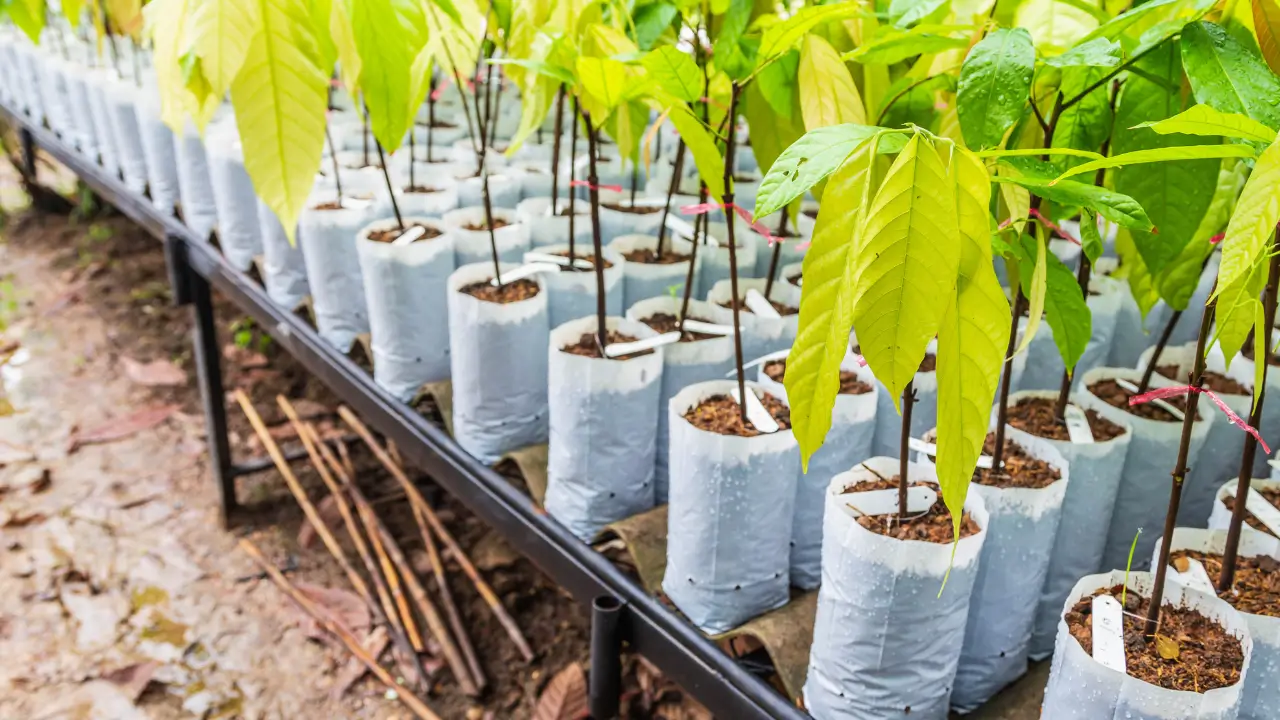 Cultivar Cacau em Vaso