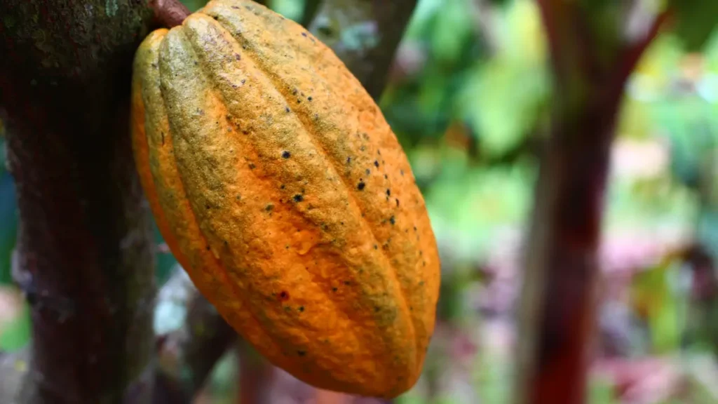 Pequenos Produtores de Cacau 