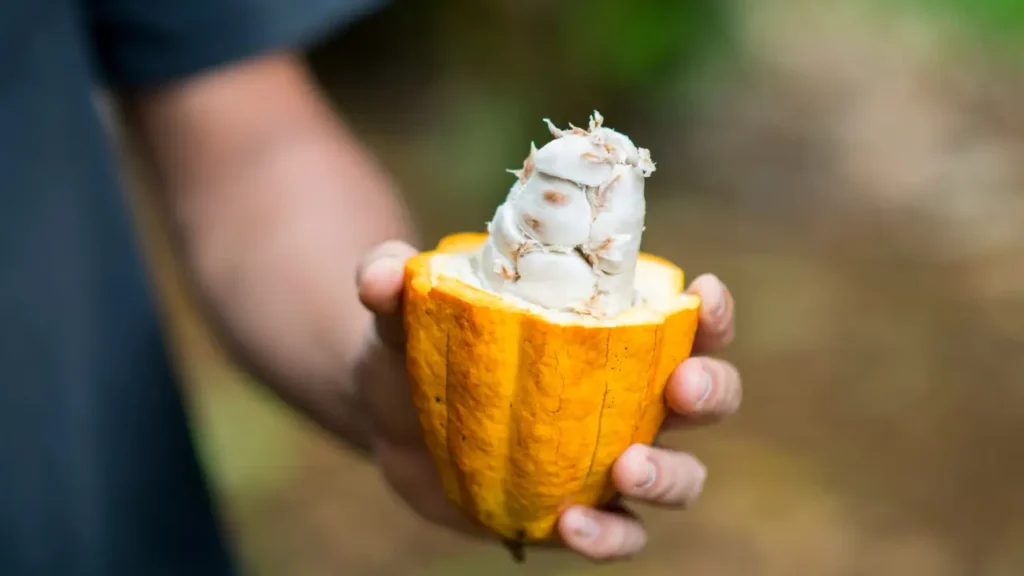 Como Fazer Suco de Cacau Natural 