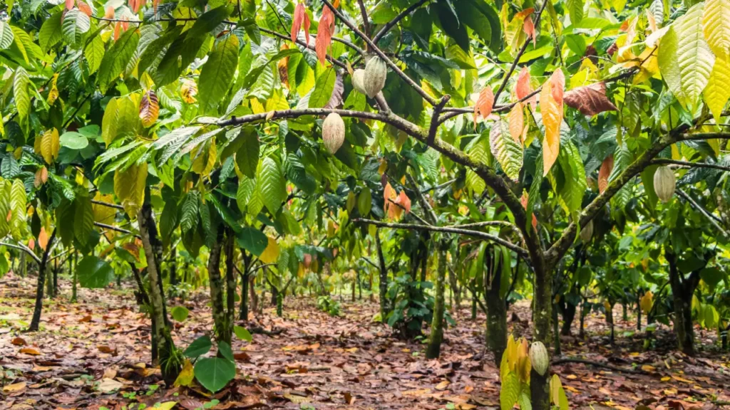 Como o cacau chegou aos quintais do Brasil