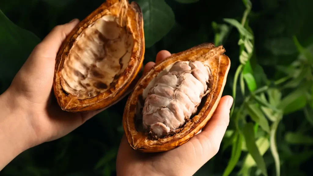 Notas Frutadas no Chocolate