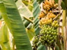 Plantas que Crescem Bem com o Cacau Guia Prático