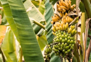 Plantas que Crescem Bem com o Cacau Guia Prático
