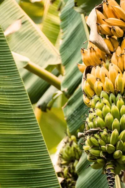 Plantas que Crescem Bem com o Cacau Guia Prático