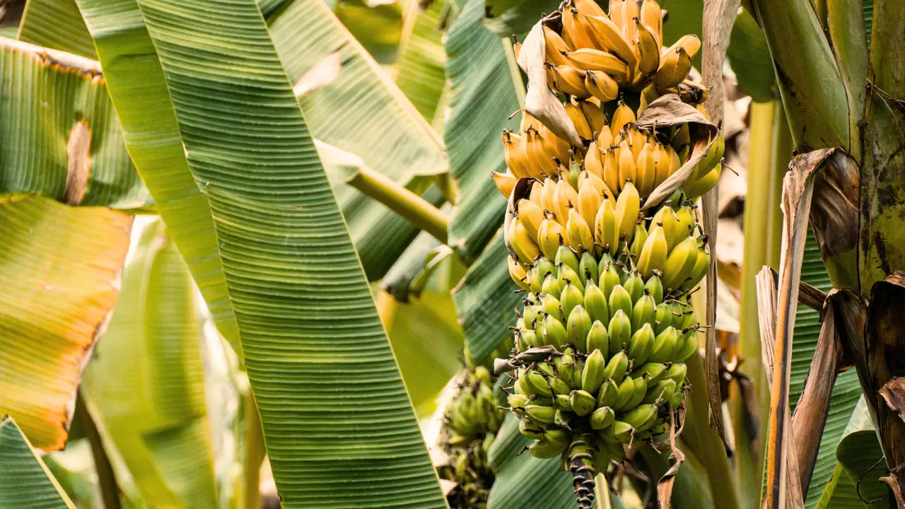 Plantas que Crescem Bem com o Cacau Guia Prático