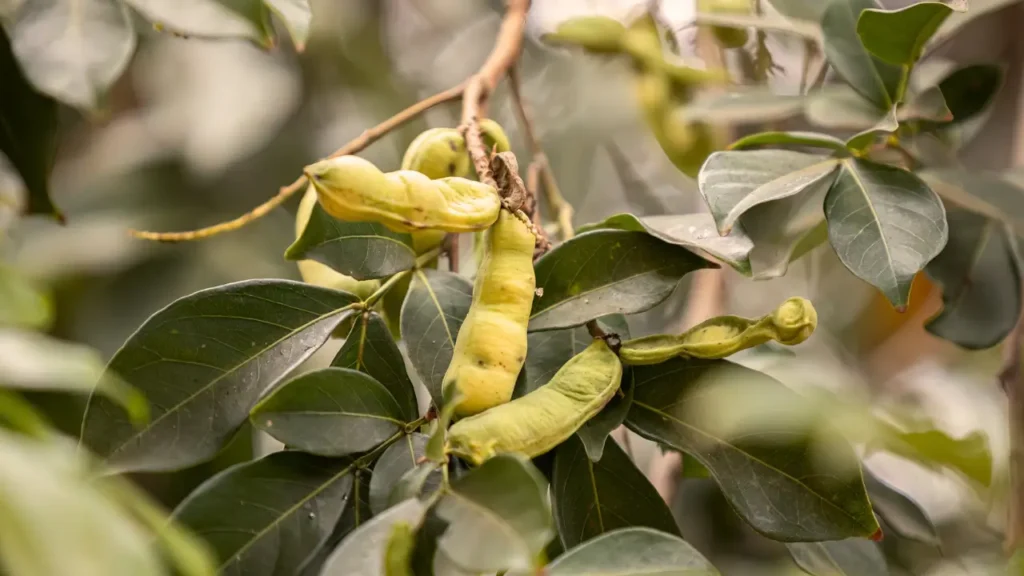 Plantas que Crescem Bem com o Cacau Guia Prático