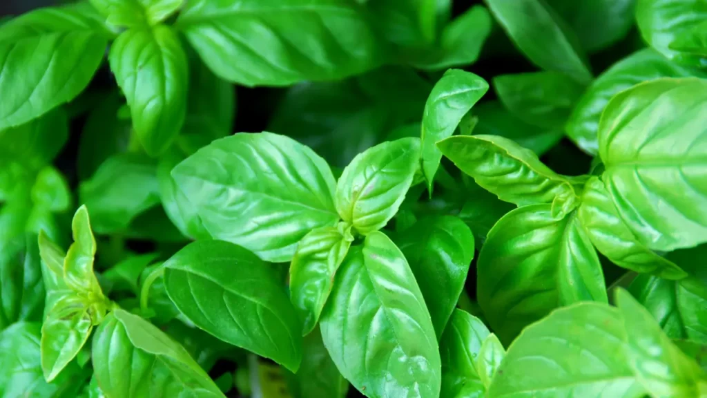 Plantas que Crescem Bem com o Cacau Guia Prático