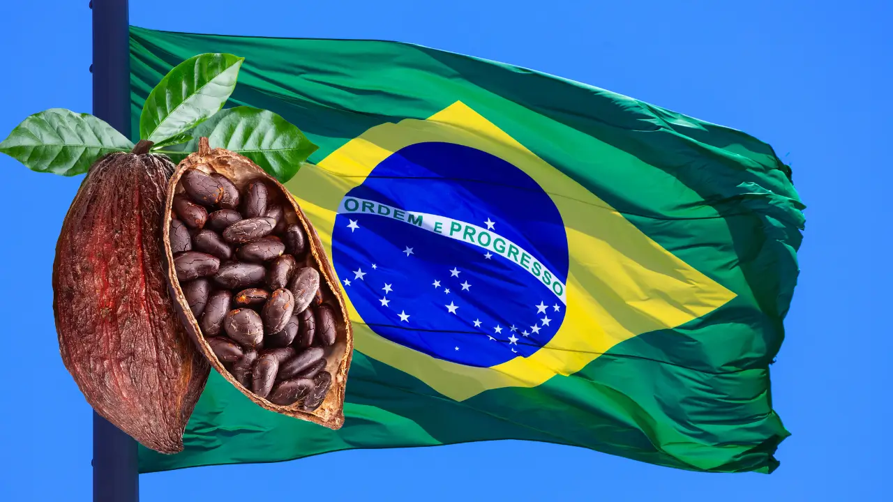 O Que Muda no Sabor do Chocolate com Cacau Nacional