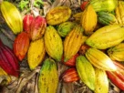 o que significam os termos comuns no cultivo do cacau