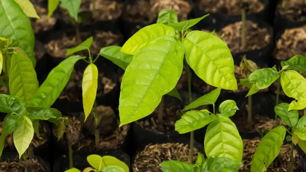Saiba o que significam os termos comuns no cultivo do cacau