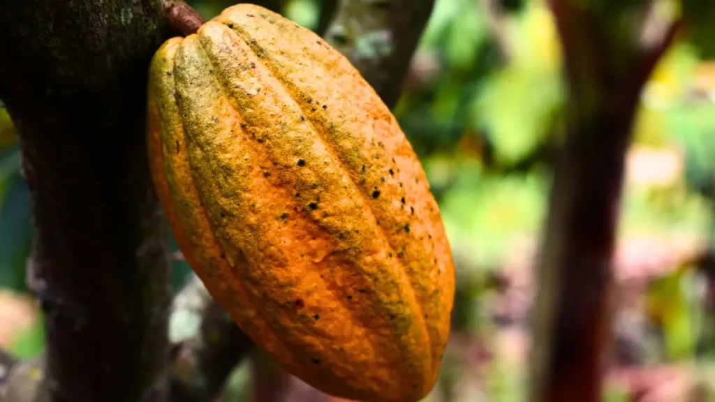 Saiba o que significam os termos comuns no cultivo do cacau