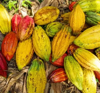 o que significam os termos comuns no cultivo do cacau