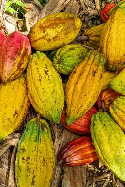 o que significam os termos comuns no cultivo do cacau