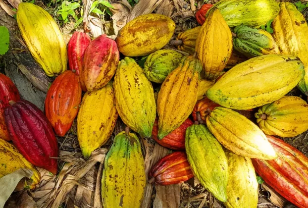 o que significam os termos comuns no cultivo do cacau
