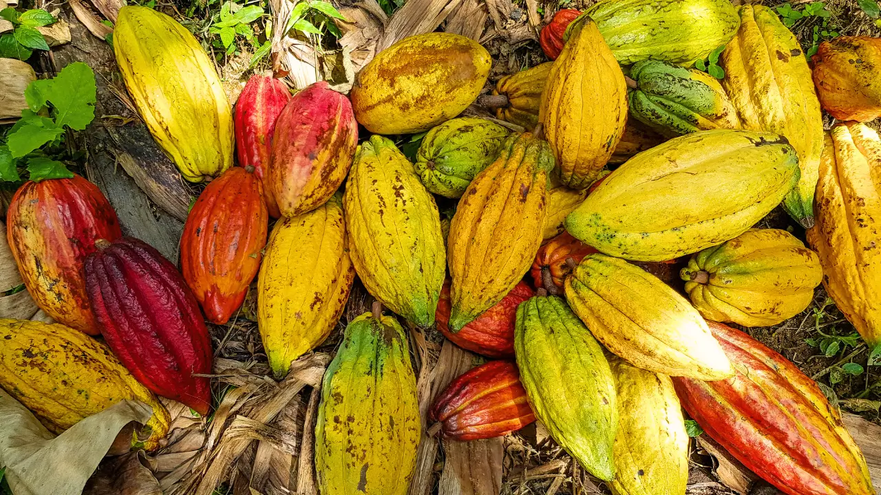 o que significam os termos comuns no cultivo do cacau