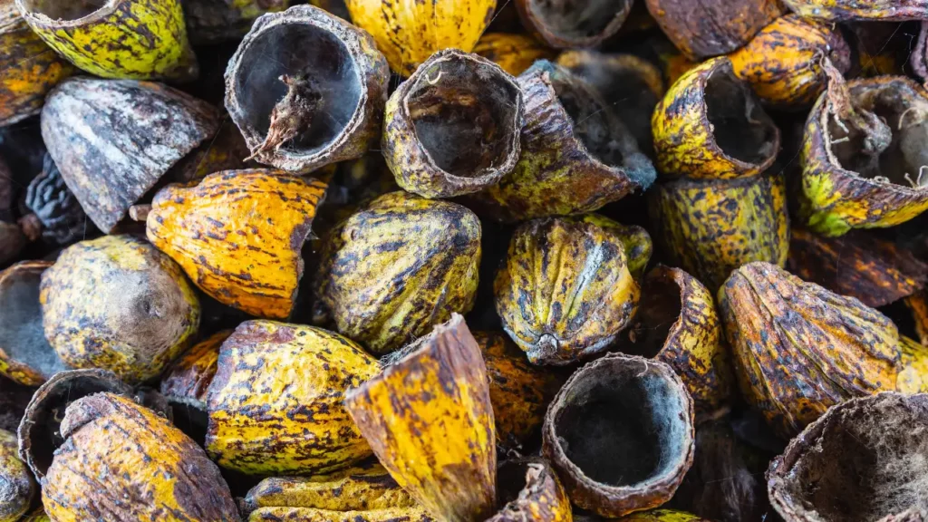 Usos do Cacau Além do Chocolate: Sabores Artesanais do Brasil