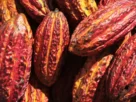 5 Maneiras Como o Cacau Ajuda a Proteger a Biodiversidade