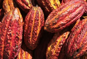 5 Maneiras Como o Cacau Ajuda a Proteger a Biodiversidade