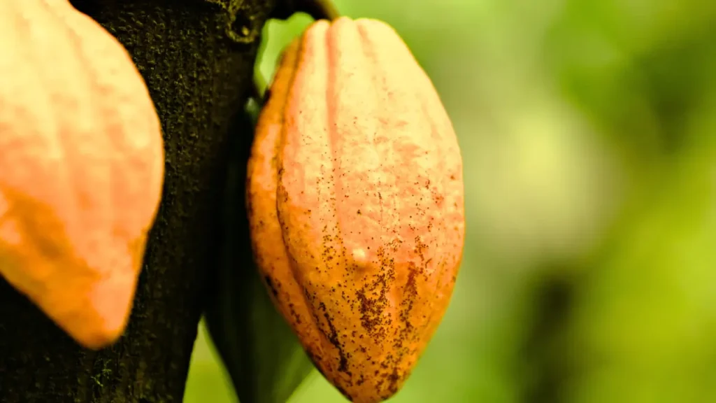 Casca de cacau surpreende como corante, adubo e biomassa