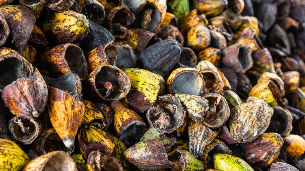 Casca de cacau surpreende como corante, adubo e biomassa