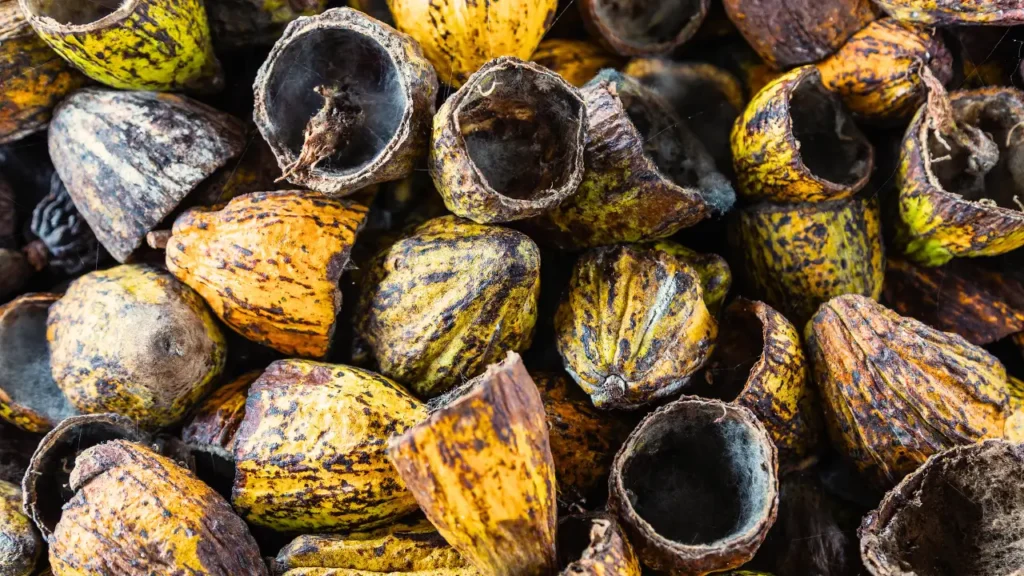Como Usar Cacau para Tingir Tecidos de Forma Natural