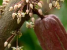 Como a Cor da Flor do Cacau Atrai Polinizadores