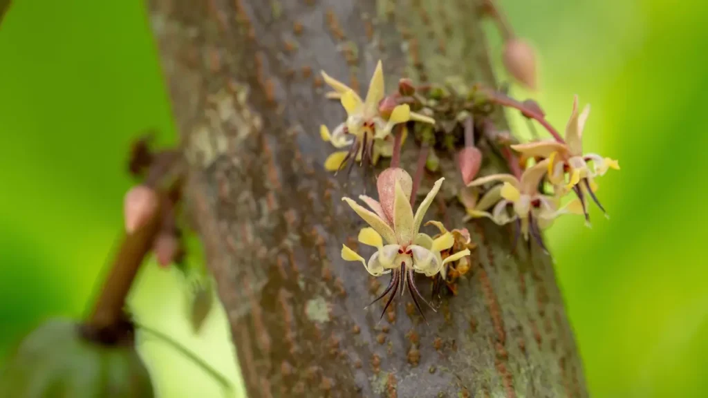 Como a Cor da Flor do Cacau Atrai Polinizadores