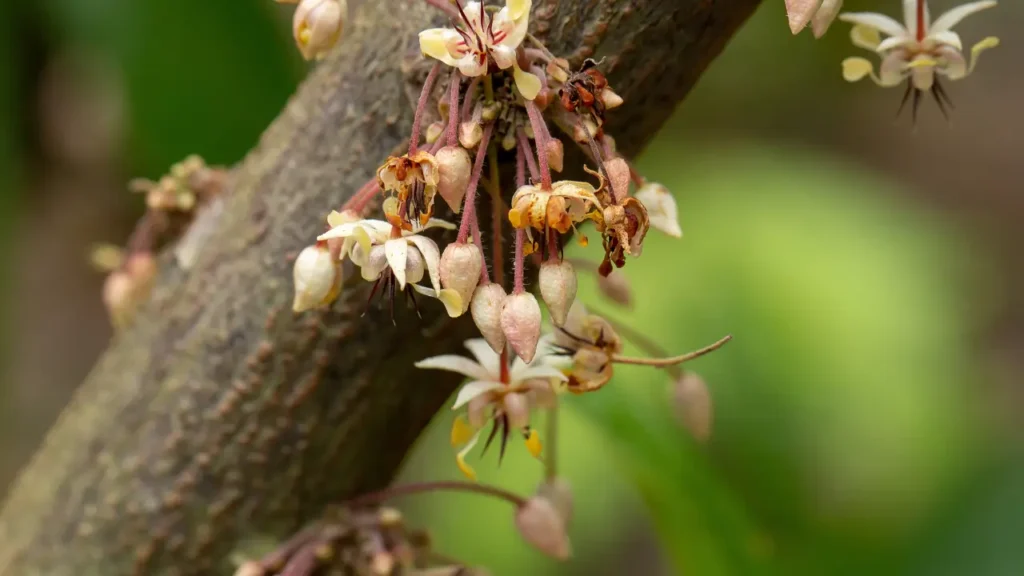 Como a Cor da Flor do Cacau Atrai Polinizadores