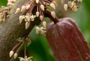 Como a Cor da Flor do Cacau Atrai Polinizadores