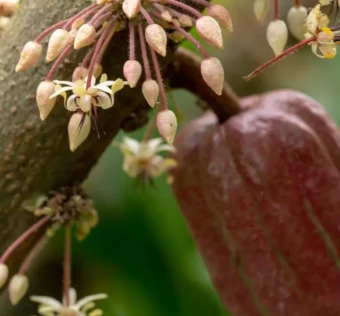 Como a Cor da Flor do Cacau Atrai Polinizadores
