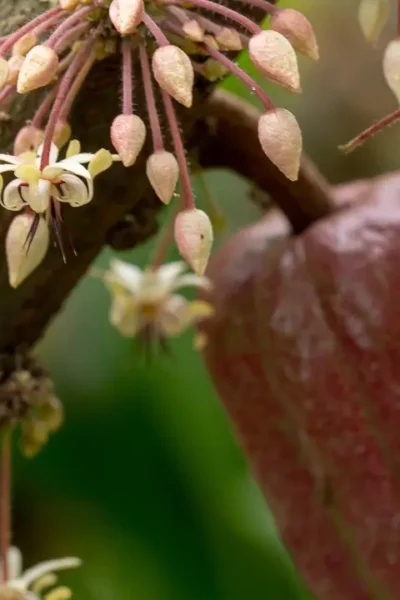 Como a Cor da Flor do Cacau Atrai Polinizadores