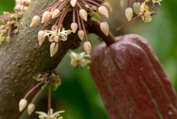Como a Cor da Flor do Cacau Atrai Polinizadores