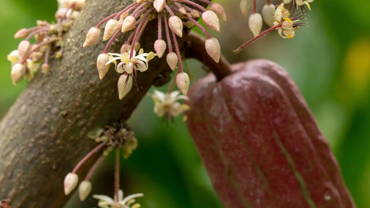 Como a Cor da Flor do Cacau Atrai Polinizadores