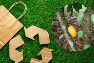 É Possível Reaproveitar a Madeira do Cacau com Segurança