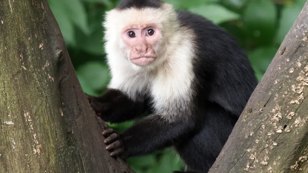 5 Maneiras Como o Cacau Ajuda a Proteger a Biodiversidade