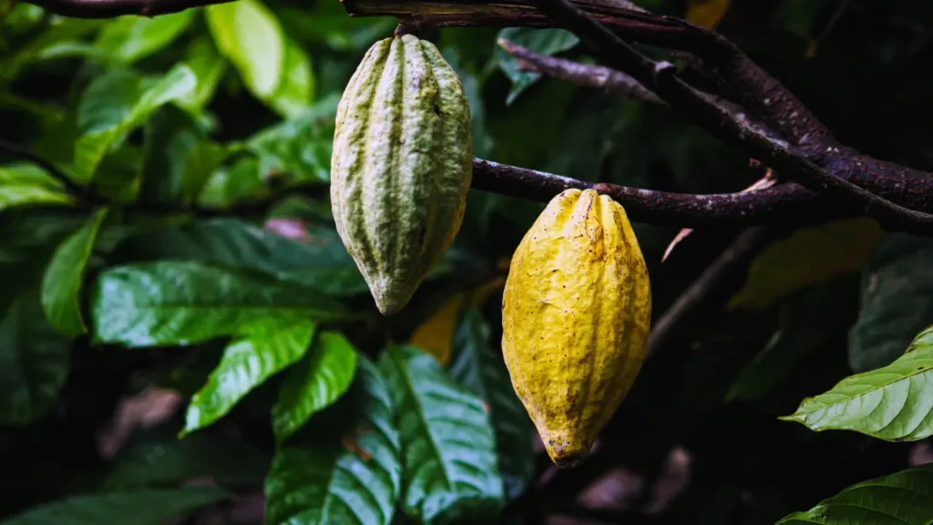 5 Maneiras Como o Cacau Ajuda a Proteger a Biodiversidade