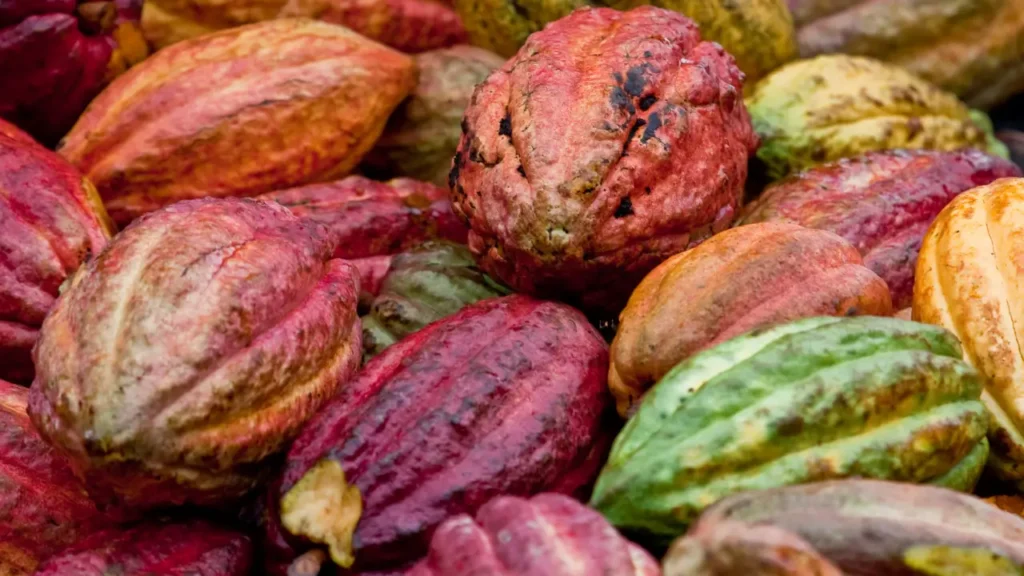 Por que algumas frutas de cacau são roxas, outras verdes ou amarelas?