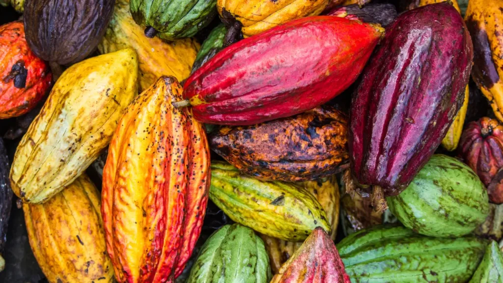 Por que algumas frutas de cacau são roxas, outras verdes ou amarelas?