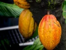 Rondônia e o Avanço na Produção de Cacau