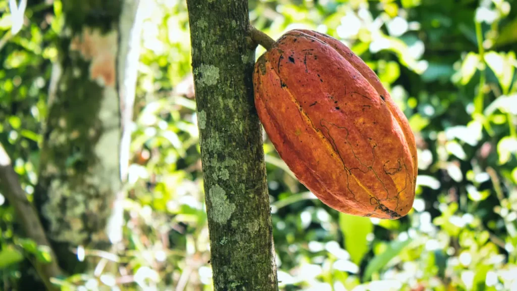 Rondônia e o Avanço na Produção de Cacau