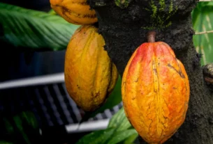 Rondônia e o Avanço na Produção de Cacau