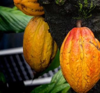 Rondônia e o Avanço na Produção de Cacau
