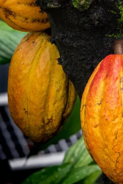 Rondônia e o Avanço na Produção de Cacau