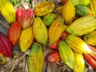 Por que algumas frutas de cacau são roxas, outras verdes ou amarelas