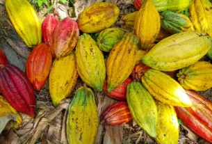 Por que algumas frutas de cacau são roxas, outras verdes ou amarelas